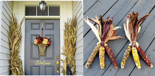 36" Fall Corn Stalks & Indian Corn Bundle Fall Decor Thanksgiving Halloween & Fall - Pre-Order