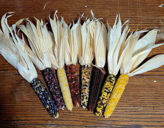 Mini Indian Corn with Husks 4-5" Fall Decor Thanksgiving Halloween & Fall