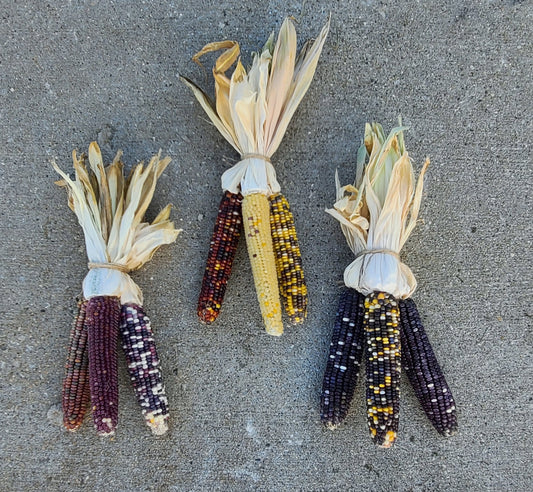 Indian Corn with Husks 7-8" Fall Decor Thanksgiving Halloween & Fall