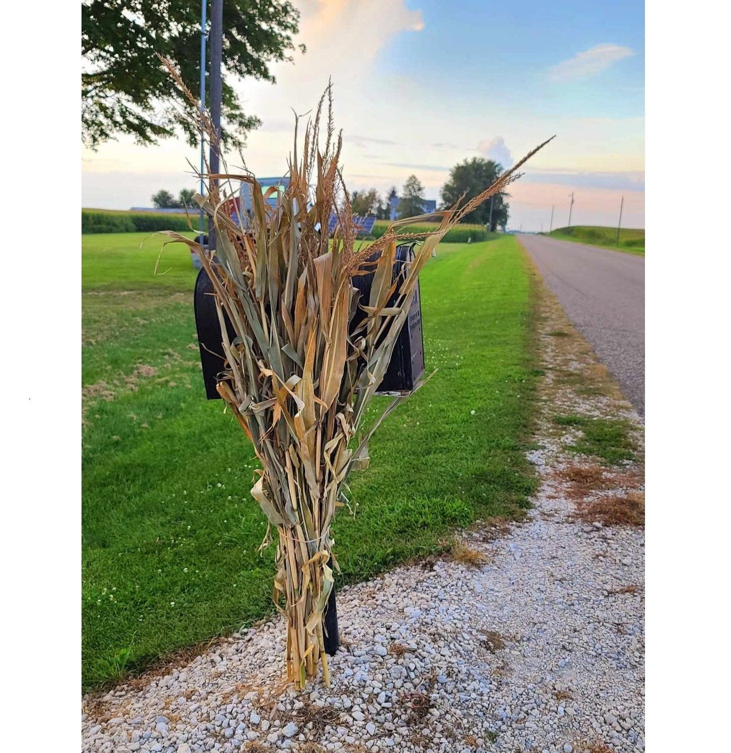 32" Dried Corn Stalks Bundle Fall Decor Holiday Decorations