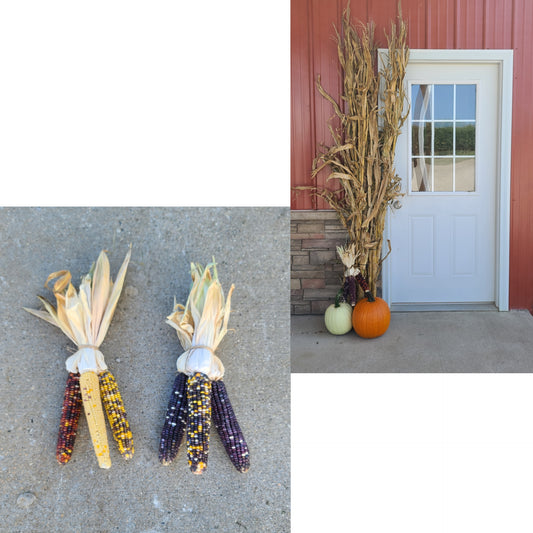 36" Fall Corn Stalks & Indian Corn Bundle Fall Decor Thanksgiving Halloween & Fall