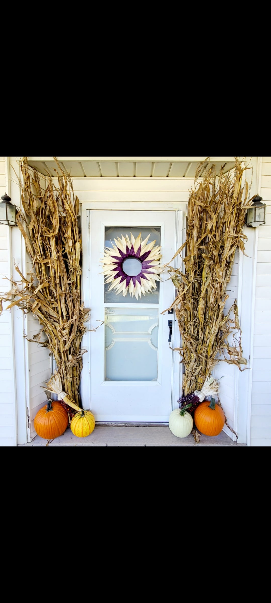 60" (5 Feet)  Dried Corn Stalks Bundle Fall Decor Thanksgiving Halloween & Fall - PRE-ORDER