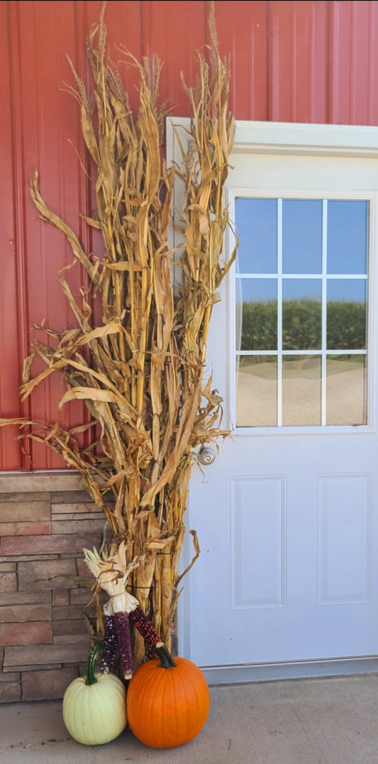 60" (5 Feet)  Dried Corn Stalks Bundle Fall Decor Thanksgiving Halloween & Fall - PRE-ORDER