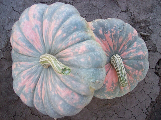 15 Colorado Sunset Pumpkins Specialty Seeds