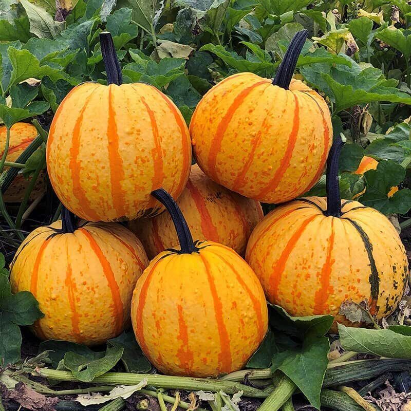 10 Fireball Pumpkin F1 Seeds for Planting Vibrant Color Looks Like a Ball of Fire