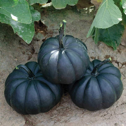 Black Kat F1 Hybrid Pumpkin Seeds