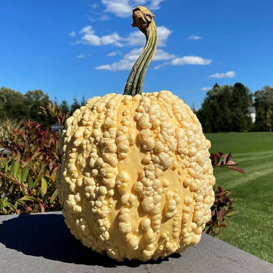 Pumpkin Popcorn F1 Seed Pumpkins Specialty Seeds Rare