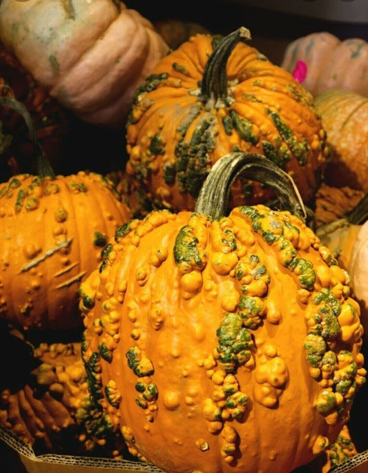 Knucklehead Wart Pumpkin Seeds